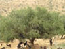 Argan nut trees, argan oil is extracted from these nuts